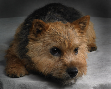 Wildgoose hot sale norwich terriers